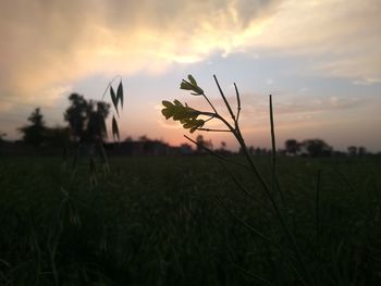 Close-up of flowers growing in field against sky during sunset