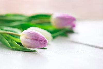 Close-up of purple tulip flowers on table