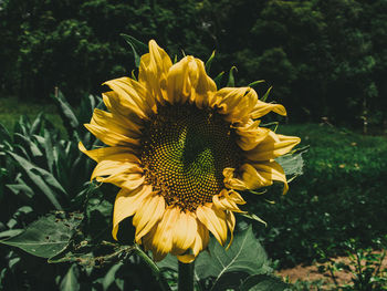 Close-up of yellow flowering plant