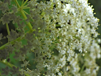 Close-up of white flowering plant