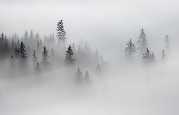 Panoramic view of trees in forest against sky