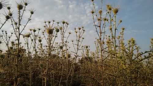 Close-up of plants against sky