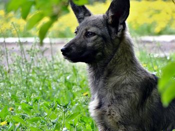 Close-up of a dog on grass