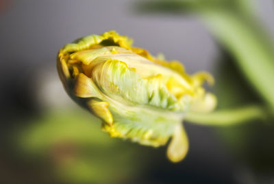 Close-up of yellow flower