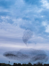 Low angle view of birds flying against sky