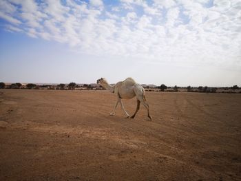 Camel in the desert