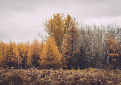 Trees in forest during autumn