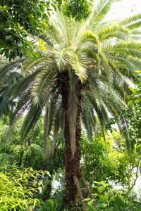 Low angle view of palm trees