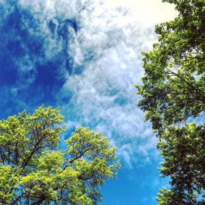 Low angle view of trees against cloudy sky