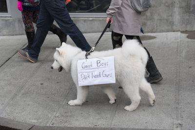 March for our lives protest rally held world wide  fluffy white dog marching with a protest sign.