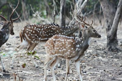 Deer in a forest
