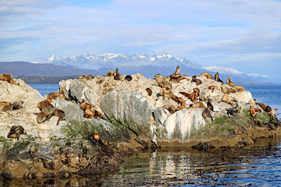 Sea lions on the rocky la isla de los lobos islan in beagle channel, ushuaia, patagonia, argentina