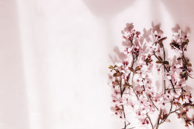 Cherry flowers branch on pink background. copy space