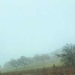 Trees on field against sky