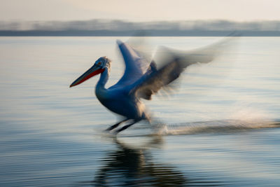 Birds in lake