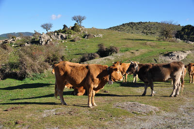 Cows in a field