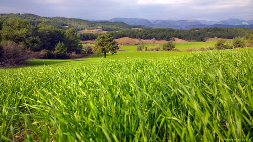 Scenic view of rice field against sky