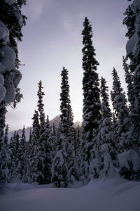 Snow covered pine trees in forest against sky