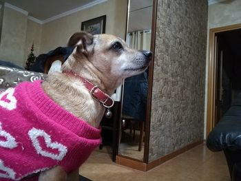 Close-up of dog at home