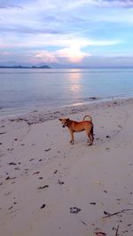 Scenic view of beach against cloudy sky