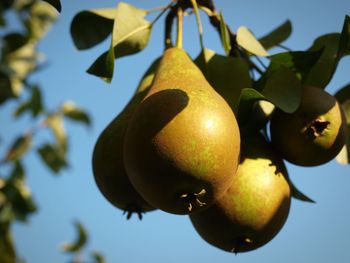 Low angle view of fruits on tree against sky