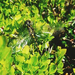 Close-up of insect on plant