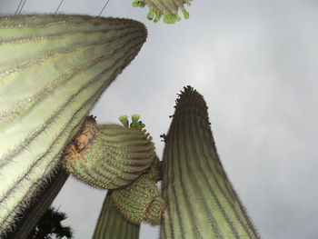 Close-up of succulent plant against sky