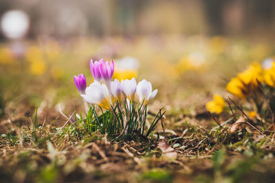 Close-up of pink crocus flowers on field