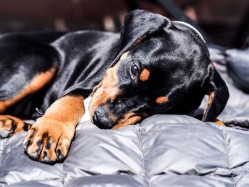 Close-up of a dog resting on bed