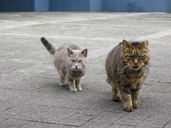 Portrait of cats on footpath