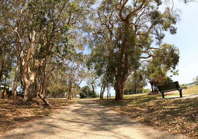 Road amidst trees on field