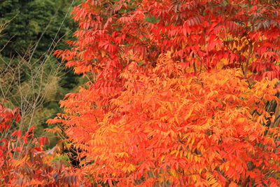 Full frame shot of red leaves