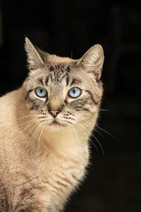 Close-up portrait of cat