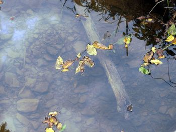 High angle view of water lily in lake