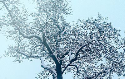 Low angle view of bare trees against sky