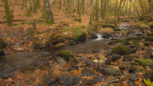 Scenic view of river stream in forest