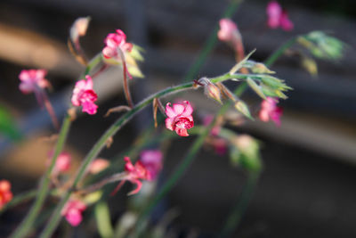 Close-up of pink flowers blooming outdoors