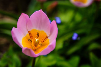 Close-up of purple flowering plant