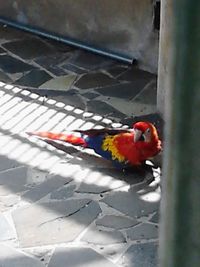 Close-up of bird perching on floor