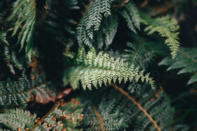 Close-up of pine tree