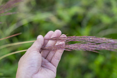 Close-up of hand holding leaf