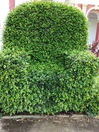 Close-up of green plants