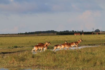 Flock of deer running and crossing a water way. vestamager nature reserve, copenhagen.