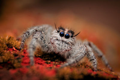Close-up of spider on rock
