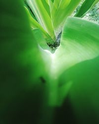 Close-up of insect on leaf