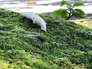 Close-up of bird on grass