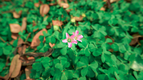 Close-up of pink flowering plant