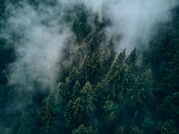 Trees in forest during foggy weather