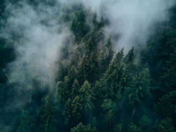 Aerial view of trees in forest during foggy weather