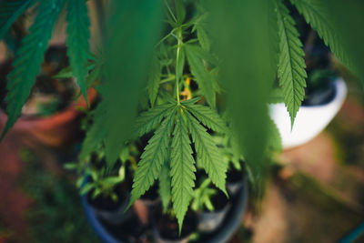 High angle view of potted plant